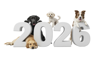 2026  New Year symbol on transparent background. 2026 YEAR. Design for decorating, background, wallpaper, illustration.