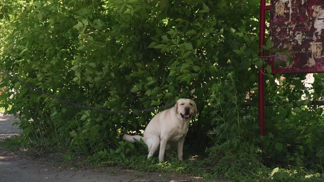 labrador dog squatting behind bush near rusted signpost on urban sidewalk, secluded green foliage, candid moment of pet relieving itself, natural behavior captured, quiet midday atmosphere
