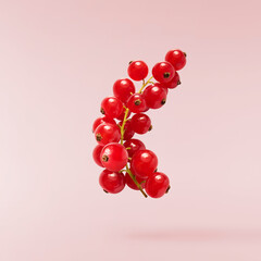 Fresh Ripe Red Currant berries falling in the air isolated on pink background