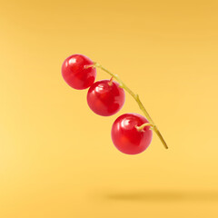 Fresh Ripe Red Currant berries falling in the air isolated on yellow background