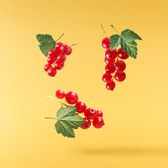 Fresh Ripe Red Currant berries falling in the air isolated on yellow background