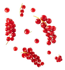 Fresh Ripe Red Currant berries falling in the air isolated on white background
