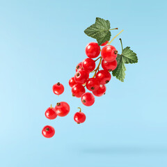 Fresh Ripe Red Currant berries falling in the air isolated on blue background
