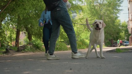 caucasian owners meeting at park with labrador greeting, shaded tree canopy and winding path, dogs sniff and tail wag, relaxed socialization between owners and playful neighborhood vibe