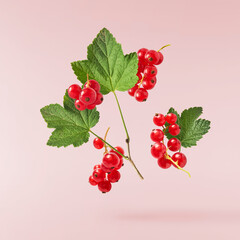 Fresh Ripe Red Currant berries falling in the air isolated on pink background