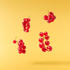 Fresh Ripe Red Currant berries falling in the air isolated on yellow background