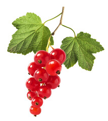 Fresh Ripe Red Currant berries falling in the air isolated on white background