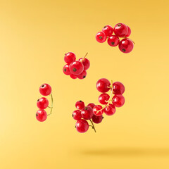 Fresh Ripe Red Currant berries falling in the air isolated on yellow background