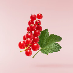 Fresh Ripe Red Currant berries falling in the air isolated on pink background