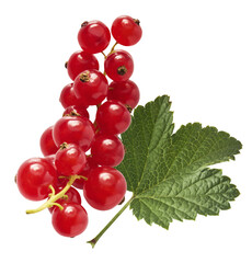Fresh Ripe Red Currant berries falling in the air isolated on white background