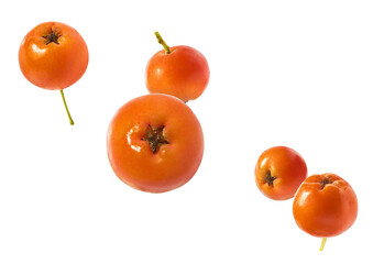 Fresh ripe ashberry falling in the air isolated on white background