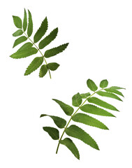 Fresh green ashberry leaves falling in the air isolated on white background