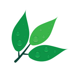 Green leaves with water droplets on a transparent background. Realistic Vector Illustration