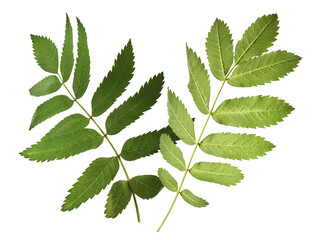 Fresh green ashberry leaves falling in the air isolated on white background