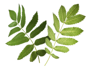 Fresh green ashberry leaves falling in the air isolated on white background