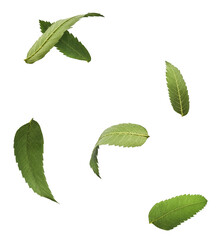 Fresh green ashberry leaves falling in the air isolated on white background