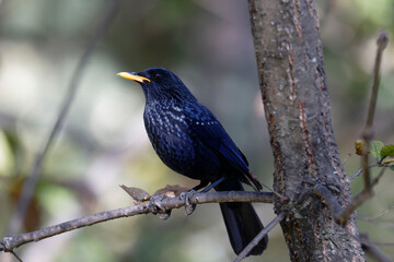 Myophonus caeruleus Bird Close-Up on Tree Branch