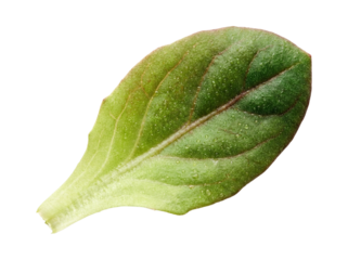 Single Green Leaf with Red Vein Isolated on White Background. isolated on transparent background