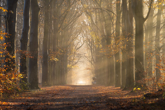 Sun rays shining through the trees in the forrest on an autumn morning.