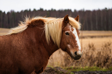 Obraz premium Photo of beautiful horses on a farm, grazing or walking in the pasture. Soft natural light, detailed view of coats, mane, and movement. 