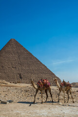 Two camels with Pyramid of Menkaure in Giza in Cairo, Egypt in summer