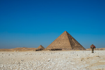 camel with Pyramid of Menkaure in Giza, Egypt in summer