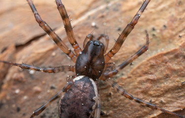 Close-up of a spider on a rock surface, highlighting its legs and body features
