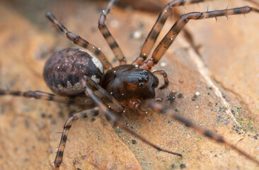 Close-up view of a brown spider resting on a textured surface in a natural environment
