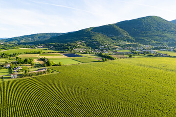 Drone view of Italian vineyards with mountain backdrop in the Garda region, evidence of regional...
