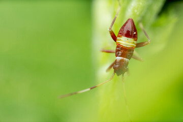 Macro close-up of a red insect with yellow stripes on a vibrant green leaf
