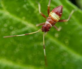 Macro close-up of a red insect with yellow stripes on a vibrant green leaf
