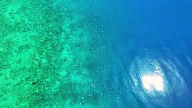 School of Fish in Shallow Coastal Waters on the Shore of the Gulf of Corinth