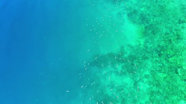 School of Fish in Shallow Coastal Waters on the Shore of the Gulf of Corinth