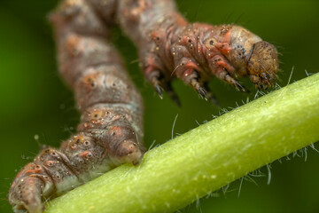 Macro view of a hairy caterpillar crawling on a green stem
