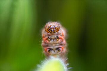 Macro shot of a colorful caterpillar with prominent eyes on a green plant
