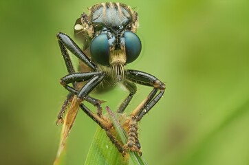 Close-up of a robber fly on a green leaf, showcasing its striking eyes and body
