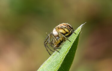 Macro shot of a striped spider on a green leaf tip in a soft-focus natural environment
