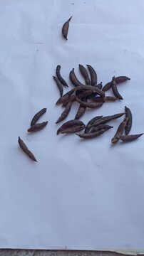 Manual Pod Shelling and Seed Selection of Huizache (Vachellia farnesiana) for Sowing