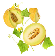Fresh ripe Galia Melon with green leaves falling in the air isolated on white background