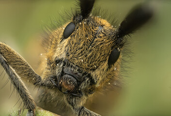 Macro shot of a beetle holding a green leaf in a vibrant natural setting
