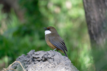 Laughingthrush Foraging on Leaf Litter