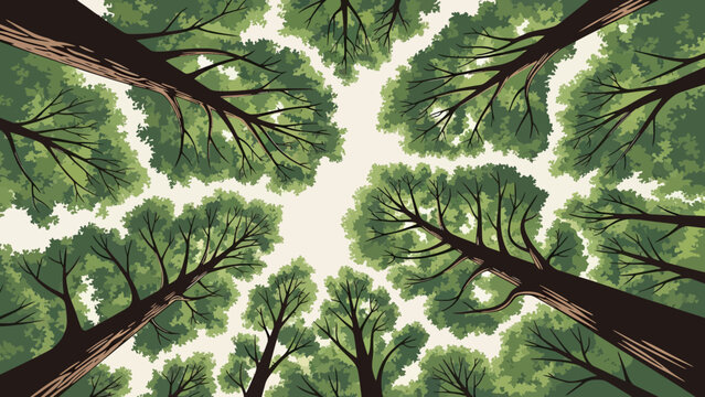 Looking up at the canopy of tall trees in a forest.