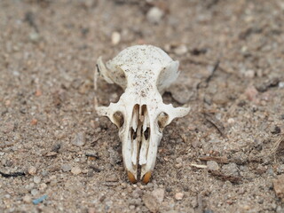 Close-up view of a small animal skull resting on the sandy ground, showcasing intricate bone details
