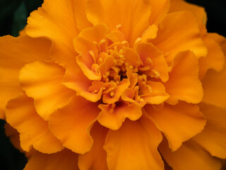 Close-up macro shot of a bright orange marigold flower in full bloom
