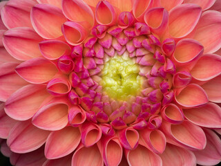 Close-up macro shot of a vibrant pink dahlia flower in full bloom
