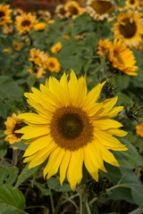 Fototapeta premium The vibrant winter sunflowers stand tall against a backdrop of leafless trees and cooler season colors.