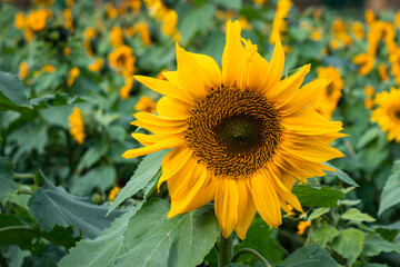 Obraz premium The vibrant winter sunflowers stand tall against a backdrop of leafless trees and cooler season colors.
