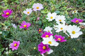 Obraz premium Cosmos blooming in autumn in Japan.