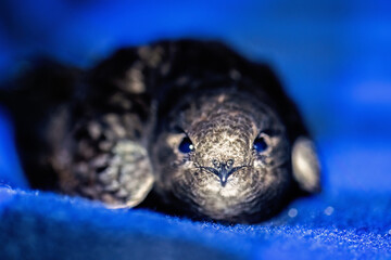 Close up at a captured Swift bird looking in to the camera