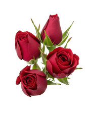 Fototapeta premium Four fresh, vibrant deep velvet-red rosebuds with unfurling petals and green sepals, pristine against a transparent background with copy space, concept of romantic natural beauty